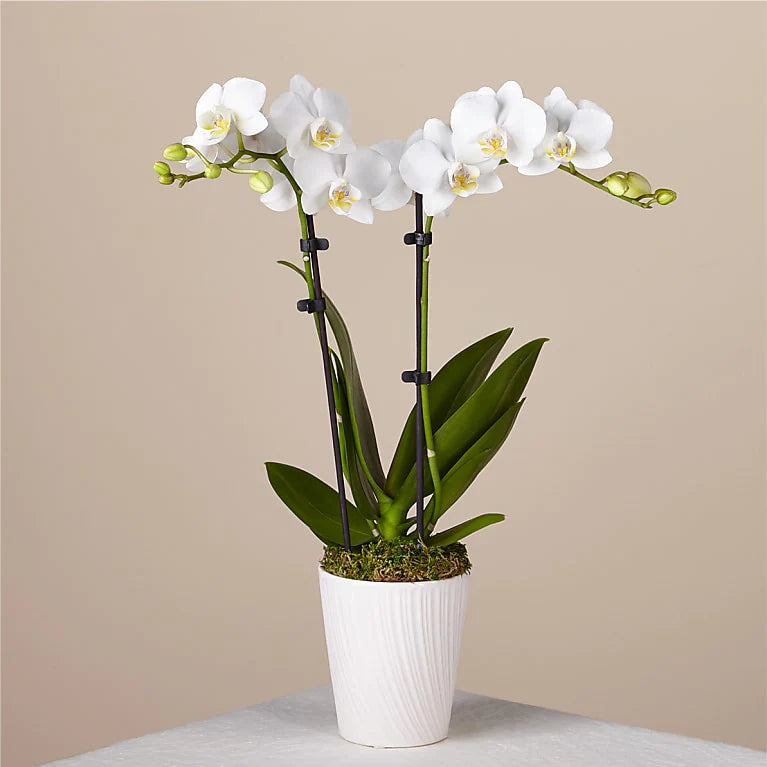 Orchid Plant – LANGE'S WOODLAND FLOWERS, Lemont IL
