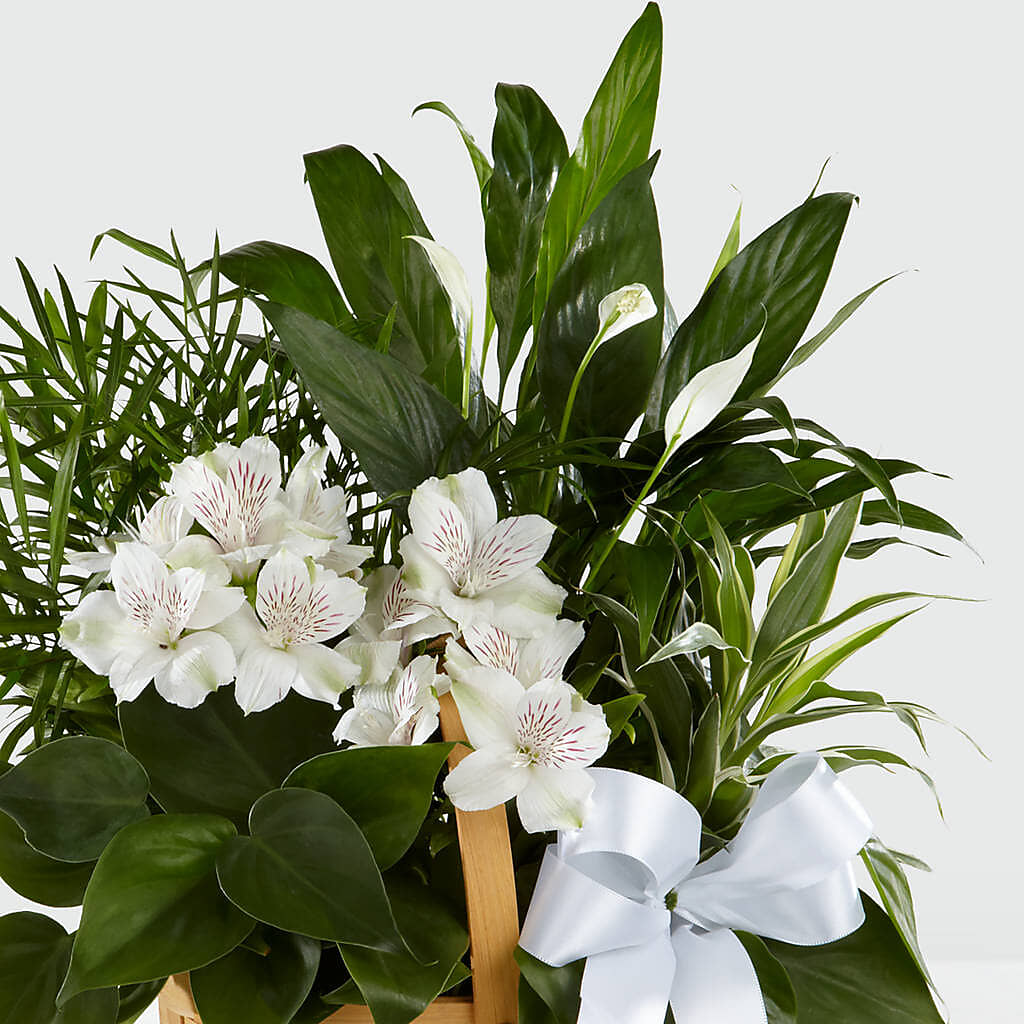 Peace & Serenity Dishgarden – LANGE'S WOODLAND FLOWERS, Lemont IL