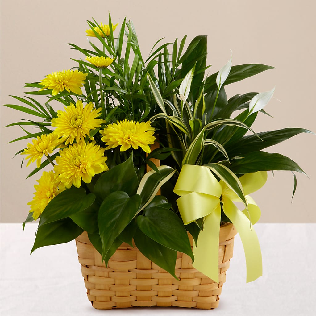 Loving Light Dishgarden – LANGE'S WOODLAND FLOWERS, Lemont IL
