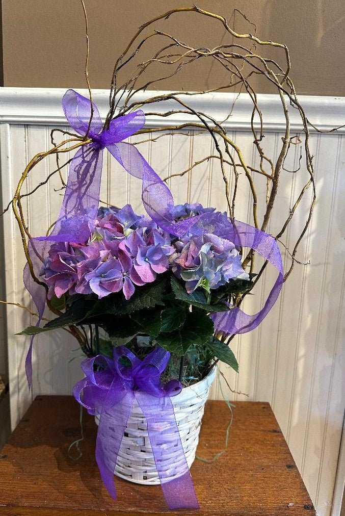 Hydrangea Plant