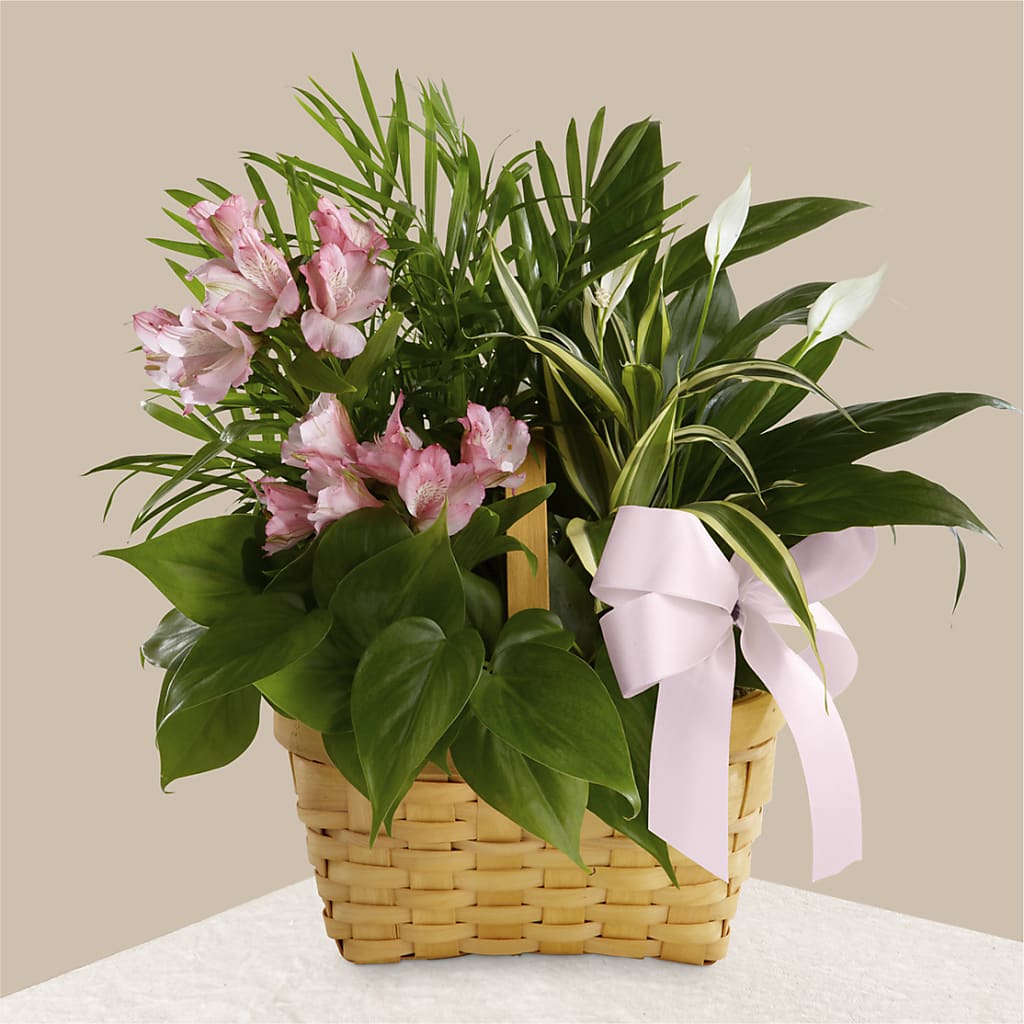 Living Spirit Dishgarden – LANGE'S WOODLAND FLOWERS, Lemont IL