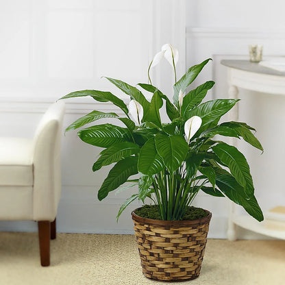 Tranquil Moments Peace Lily – LANGE'S WOODLAND FLOWERS, Lemont IL