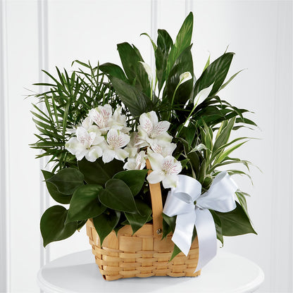 Peace & Serenity Dishgarden – LANGE'S WOODLAND FLOWERS, Lemont IL