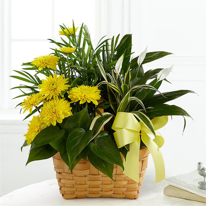 Loving Light Dishgarden – LANGE'S WOODLAND FLOWERS, Lemont IL