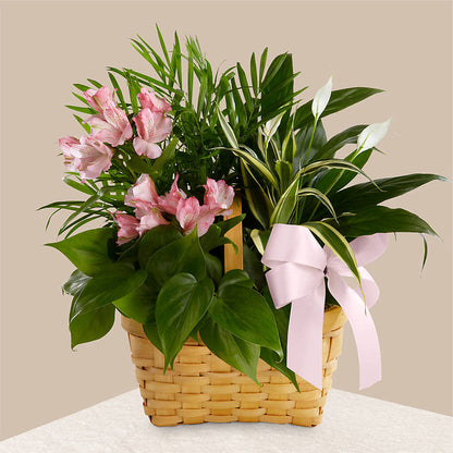 Living Spirit Dishgarden – LANGE'S WOODLAND FLOWERS, Lemont IL