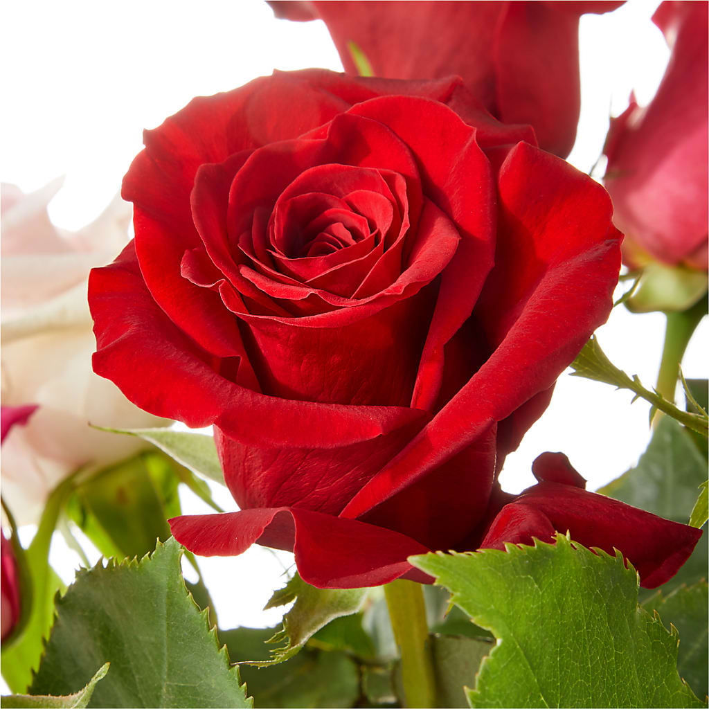 Love Notes Rose Bouquet – LANGE'S WOODLAND FLOWERS, Lemont IL
